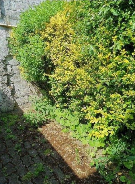 PATIO TRASERO